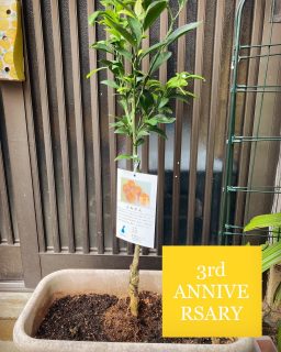 #訪問看護
#はとはと
#広島 
#三周年
#anniversary
#いつもありがとう 

令和5年8月1日
訪問看護ステーションはとはとはオープン3周年を迎えました。
たくさんの方々の支えにより、0歳から95歳までの病気や障害でお困りの利用者さんやそのご家族をサポートさせていただいています。
利用者さんやご家族のみなさんが、当事業所を利用し、「ほんとに助かっている」「楽しみにしている」「来てくれて嬉しい」など喜びのお声をいただいてます。
訪問看護を提供させていただいてる事業所として、何よりです。しかし、この喜びの声をいただけたのは、当事業所の力だけではありません。訪問看護だけの力だけではとてもちっぽけです。主治医の先生、ご家族や、他機関の事業所さん、近隣住民のみなさん、行政のみなさんの力もあってこそです。
そして当事業所はまだまだ発展途上で未完の状態です。

というわけで、未完なので、ミカン🍊の木を植えました。このミカンの木と共にこれからもスタッフ一同邁進して参ります。

いつもありがとうございます。感謝。

訪問看護ステーションはとはと
スタッフ一同